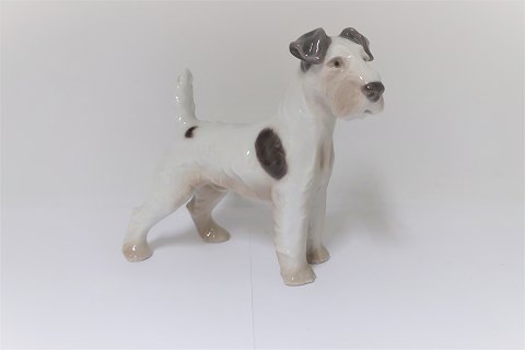 Bing & Grondahl. Fox Terrier. Model 1998. Height 14.5 cm. (1 quality)