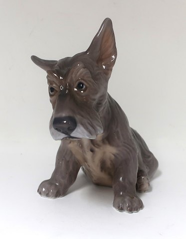 Dahl Jensen. Porcelænsfigur. Skotsk terrier. Model 1078. Højde 15 cm. (2 
sortering)
