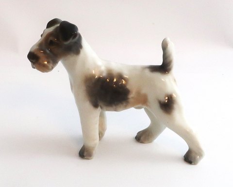 Dahl Jensen. Porzellanfigur. Rauhaariger Foxterrier. Modell 1118. Höhe 8,5 cm. 
(1 Wahl)