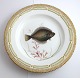 Royal Copenhagen. Fauna Danica. Fisketallerken. Middags tallerken. Model # 19 - 
3549. Diameter 25 cm. (1 sortering). Pleuronectes platessa